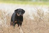 BEAUCERON - PUPPIES 138